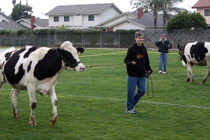 cow_chip_bingo_2-6-10-037